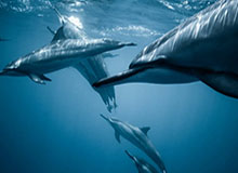 如意体育官方网站-校园足球“育苗人”